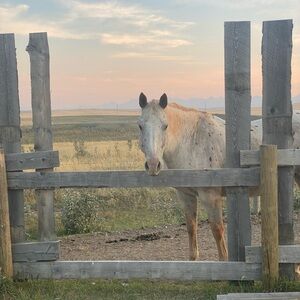 LIKE FOR LIVE NOTIFICATION